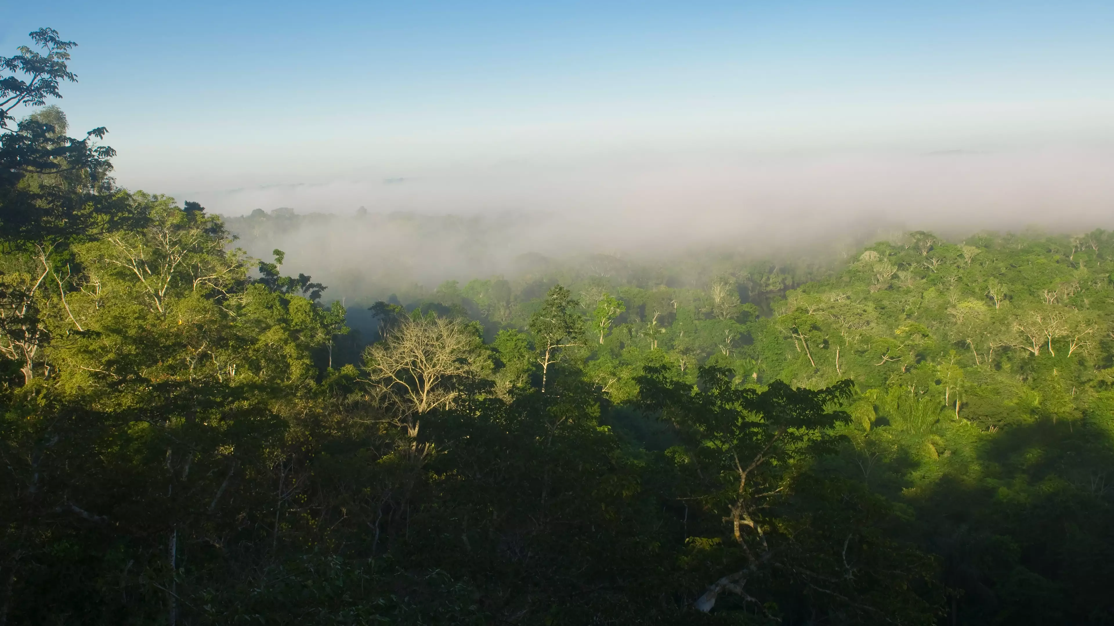 Amazon Rainforest Could Be Worsening Climate Change, New Study Suggests