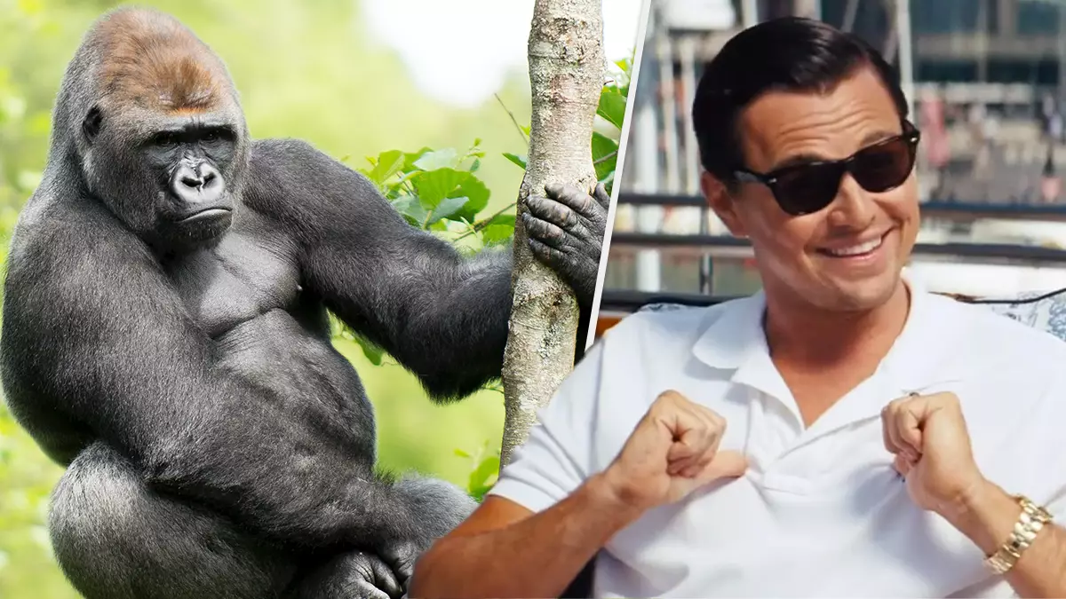 GameStop Stock Redditors Are Using Their Earnings To Adopt Gorillas