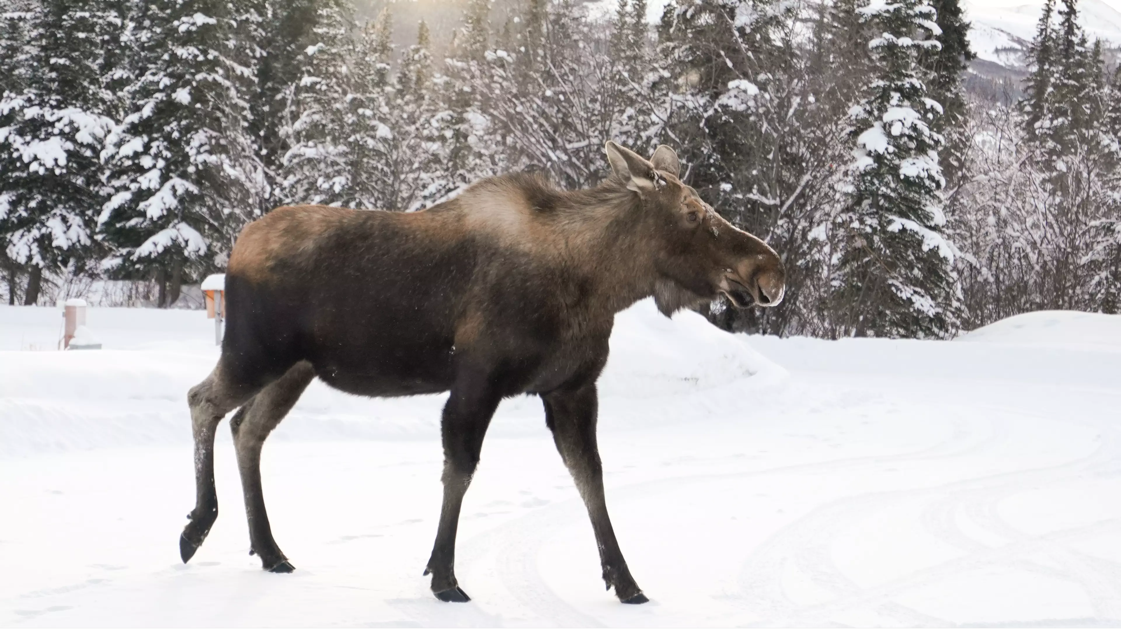 Moose Killed After Woman Filmed Herself Feeding And Petting It