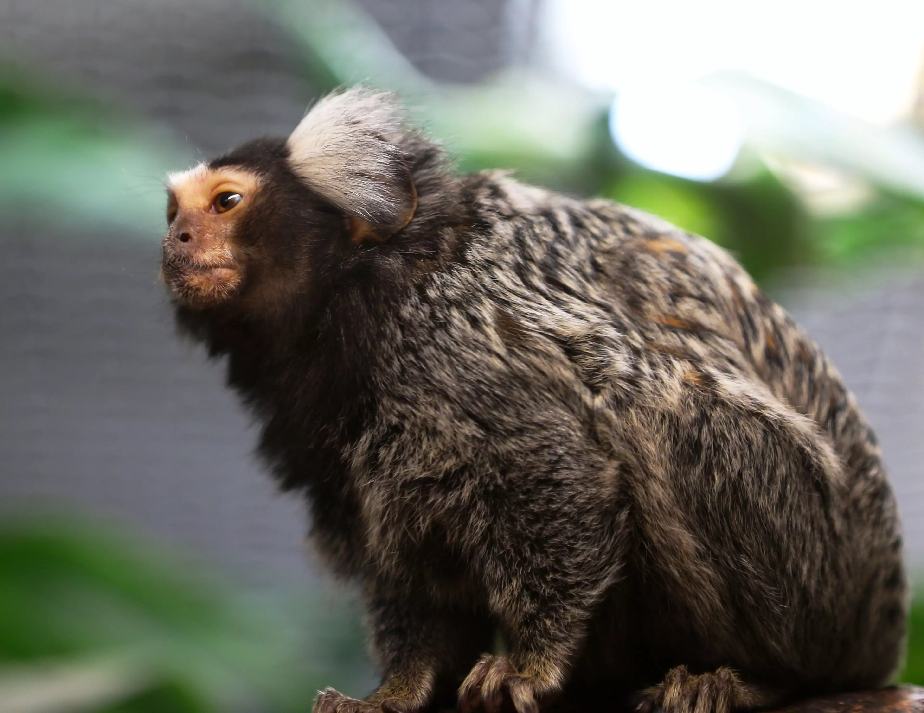 A marmoset.