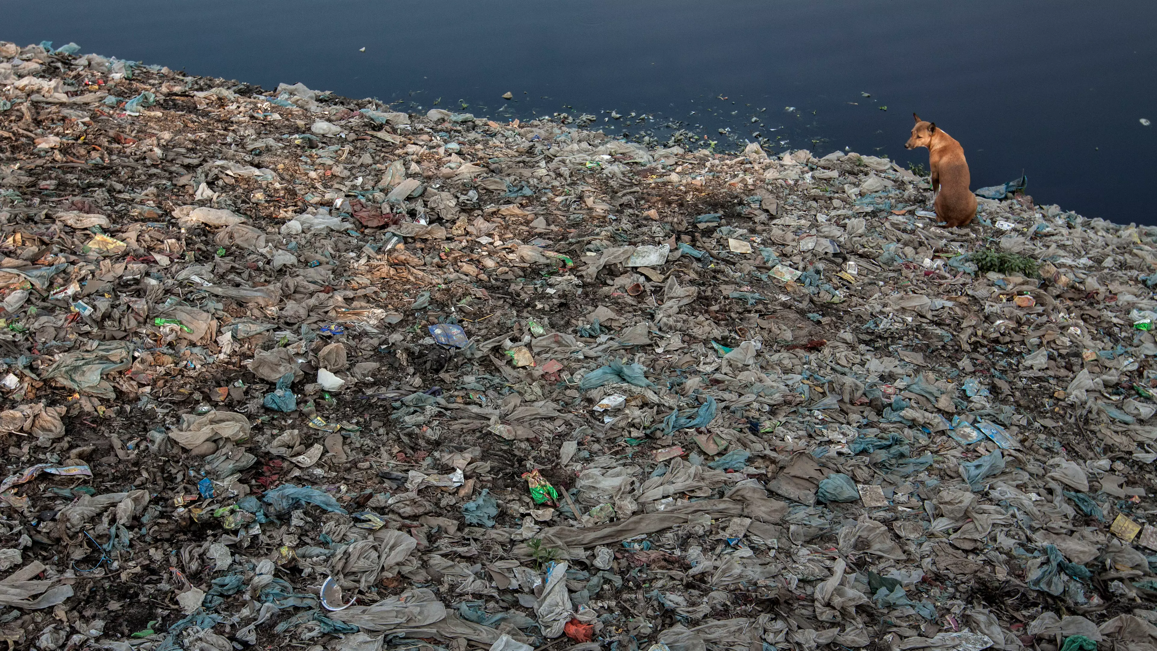 Plastic Eating Fungus Discovered In Pakistan