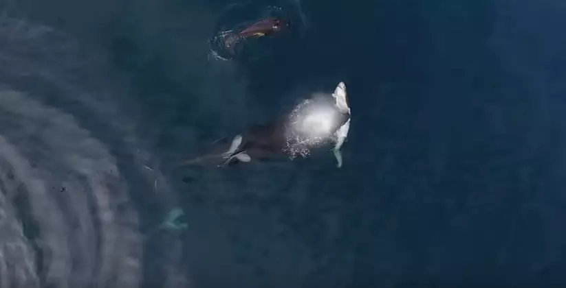 Killer Whales Take On A Shark And Win 