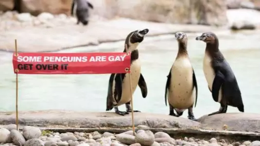 London Zoo Is Holding A Pride Weekend Celebration For The Penguins