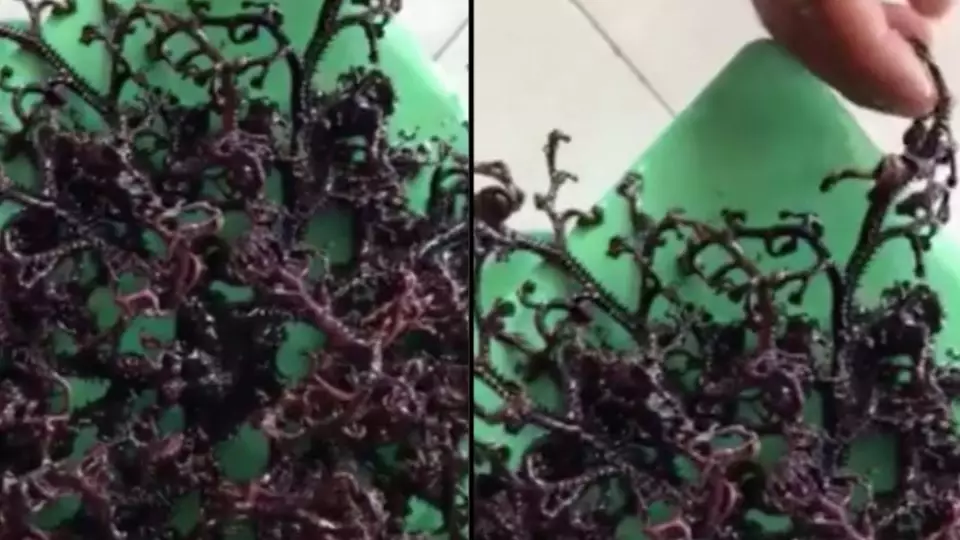 ​Mysterious Sea Creature With Hundreds Of Tentacles Found On Beach