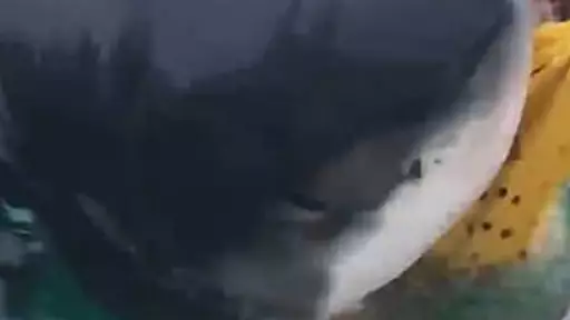 Fishermen Go Wild As Great White Shark Steals Their Bait