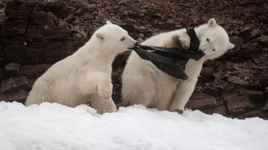 Polar Bear Cubs Photographed Attempting To Eat Plastic In The Arctic 