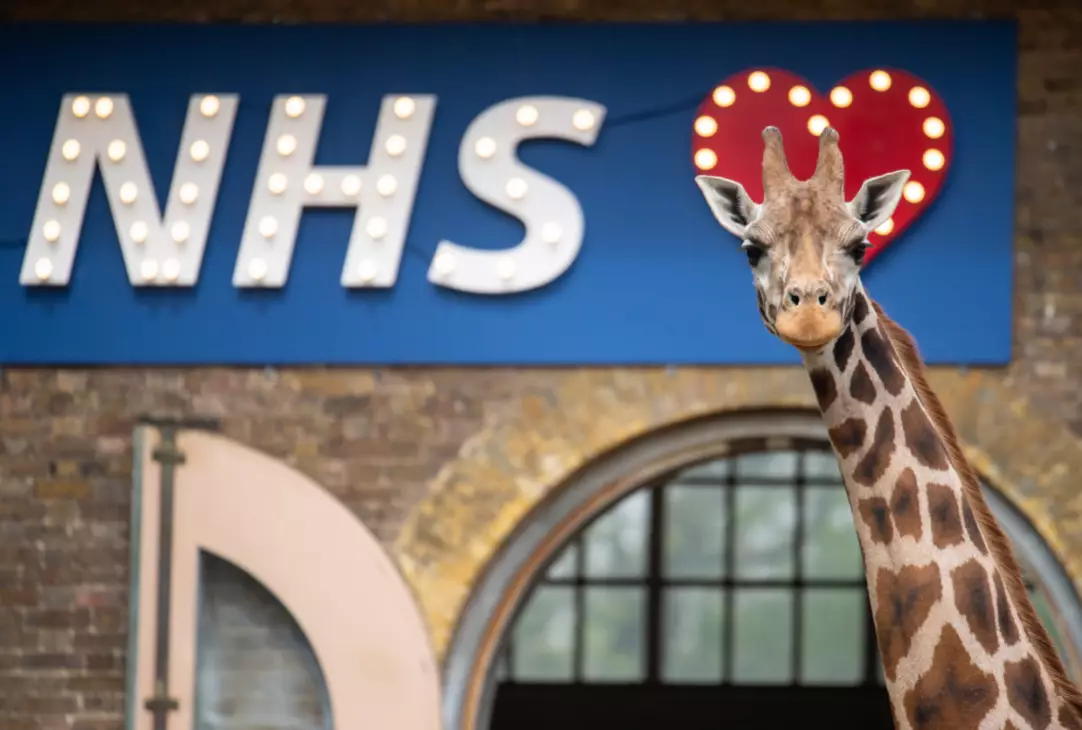 London Zoo and Whipsnade Zoo are looking for volunteers.
