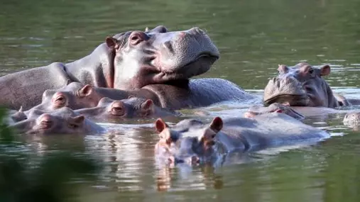 Pablo Escobar’s 'Cocaine Hippo' Population Could Reach 1,400 In Just Over A Decade 