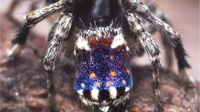 New Spider Discovered In Australia Named After Van Gogh's Starry Night
