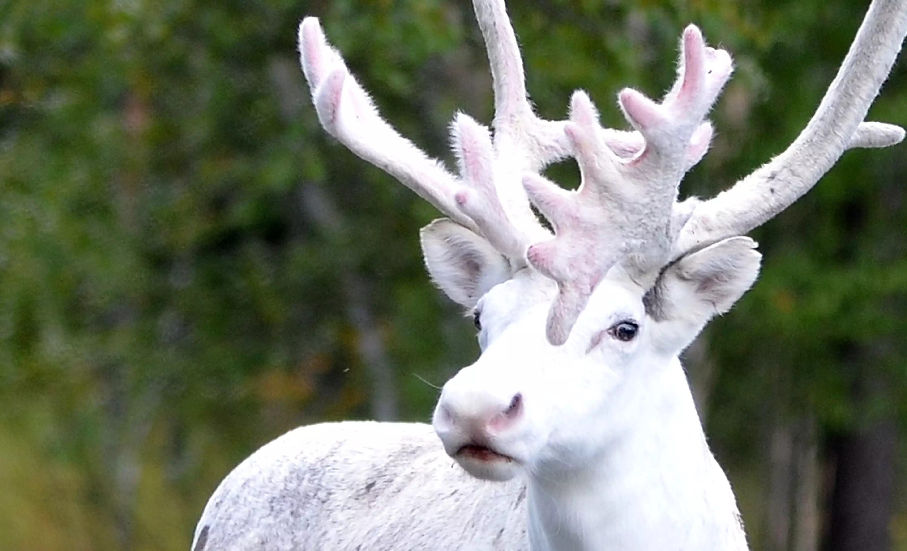 An adult male reindeer was spotted in Sweden in 2016.