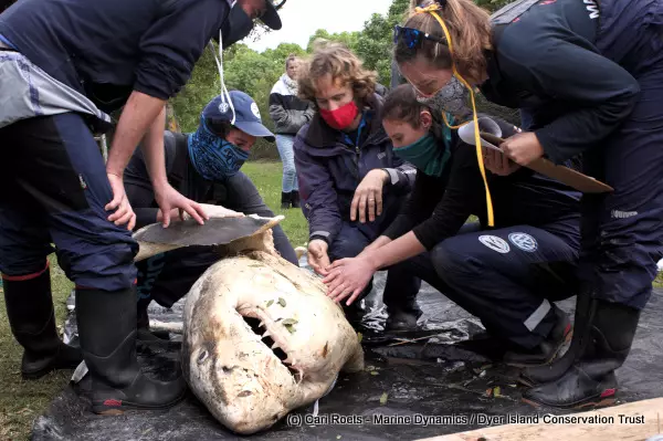 A shark carcass discovered earlier this year, believed to have been killed by orcas.
