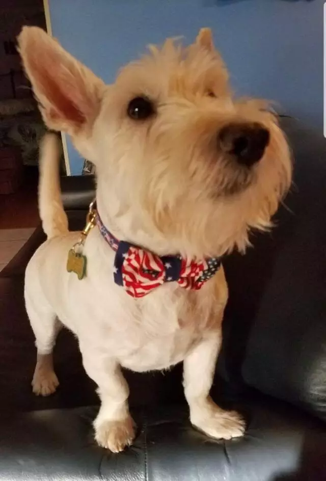 One of the adorable dogs wearing a bow tie.