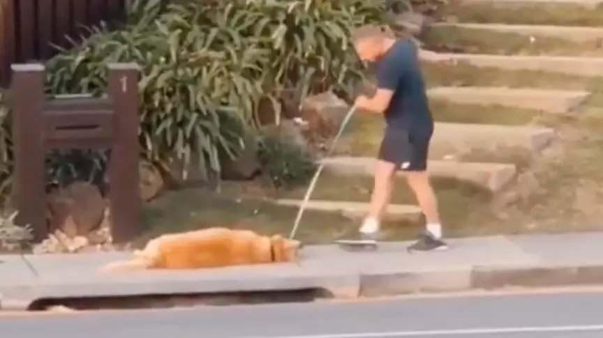 Millions Of People Relate To Aussie Golden Retriever That Has Simply Had Enough
