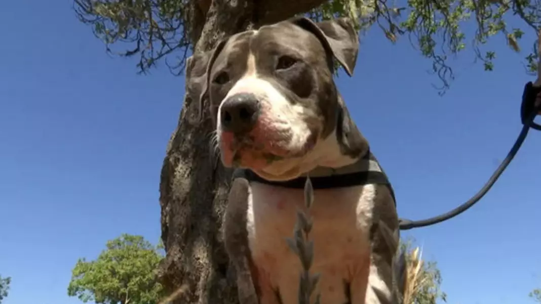 Pit Bull Fights Off Shark To Save Its Beloved Owner