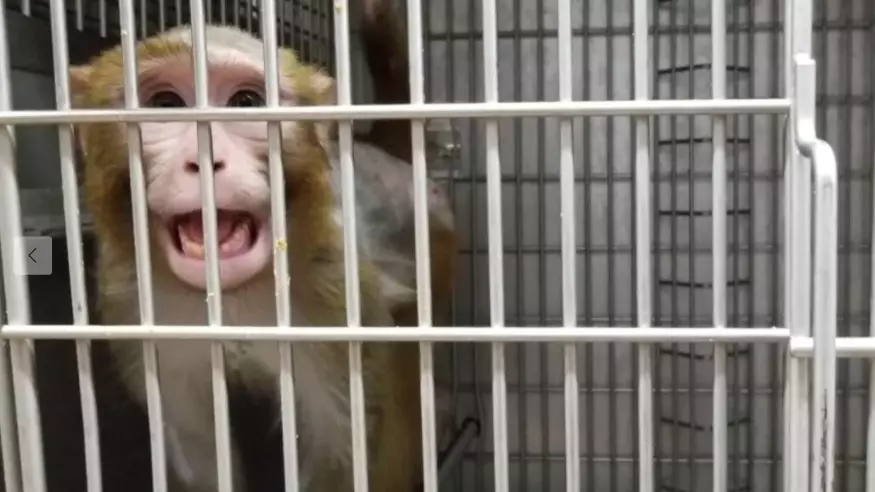 PETA Investigation Claims Lab Electroshocks Monkeys' Penises 'Until They Ejaculate'