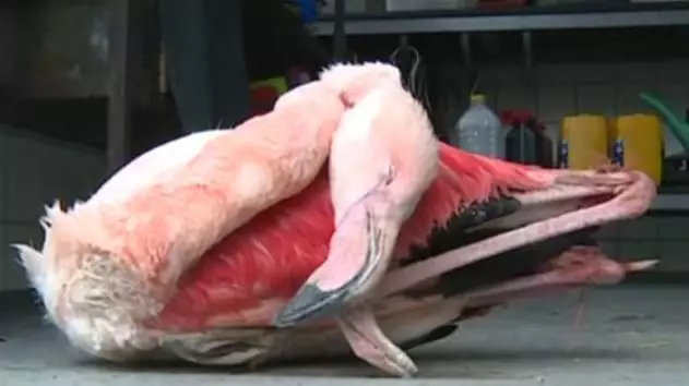 Three School Children Arrested After Kicking A Flamingo To Death 
