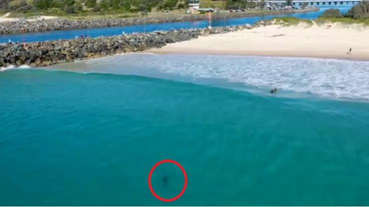 Drone Captures Great White Shark Swimming Just Metres Away From Kids 