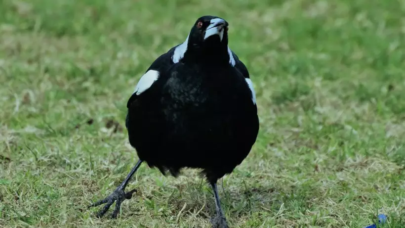 ‘Monster’ Sydney Magpie Shot Dead After 40 Complaints Over Three Years