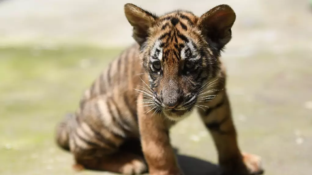 China Changes Laws Regarding Trade Of Tiger, Rhino, And Elephant Parts