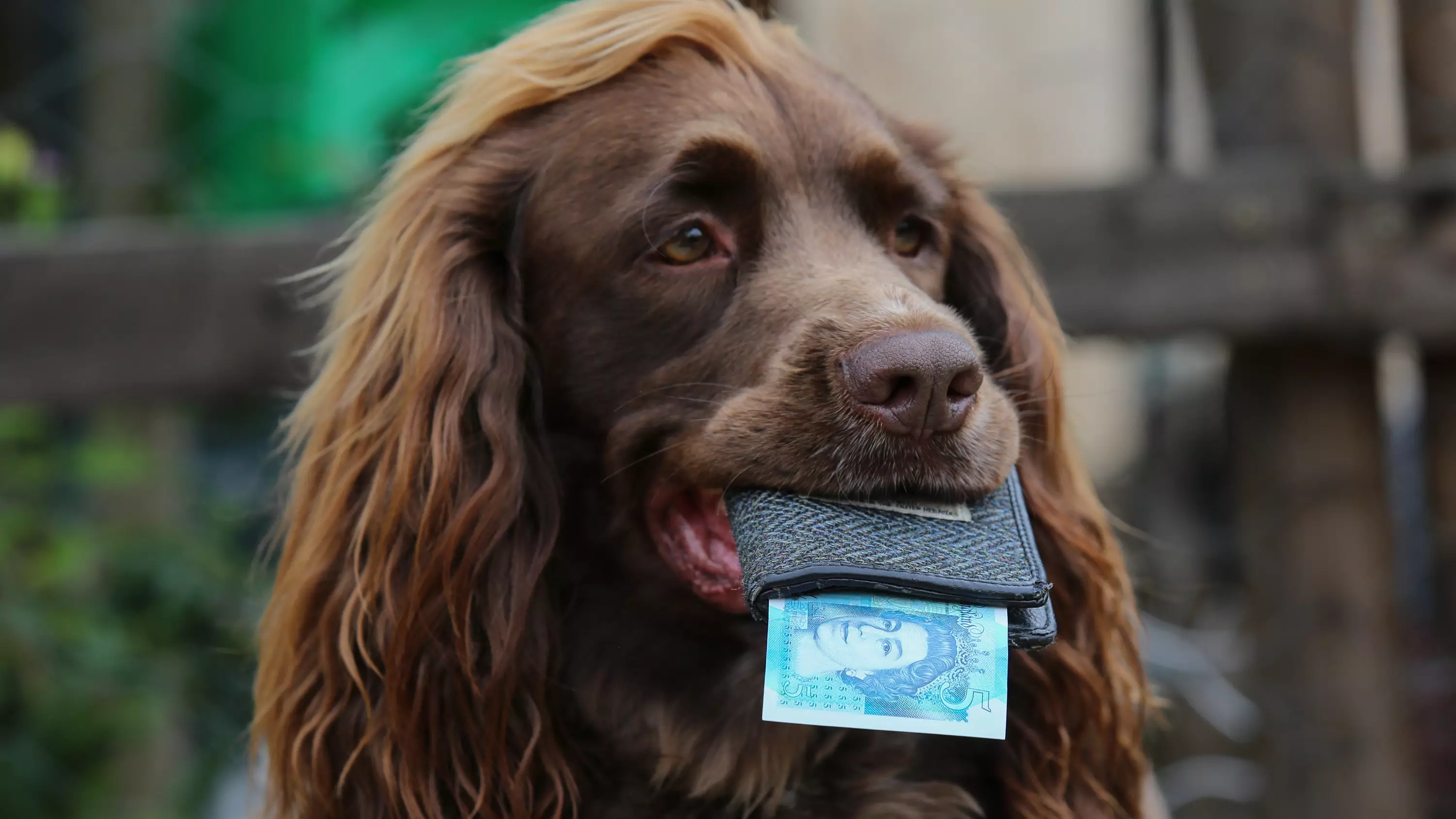Dog Receives Weekly £5 Pocket Money Allowance From Owner