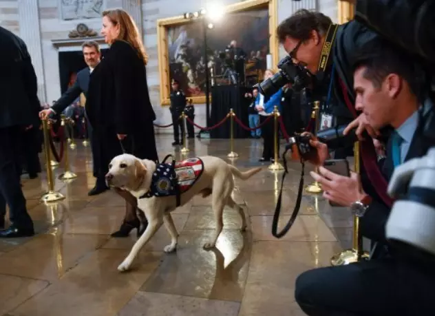 George HW Bush's Service Dog Sully Pays Respects To The Late President.