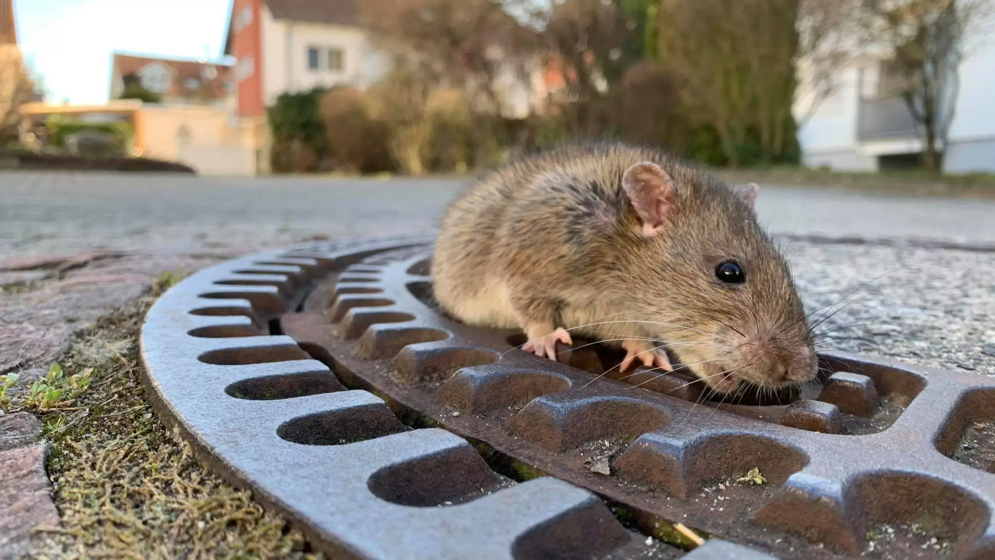 Team Of Fire Fighters Rescue Fat Rat Stuck In German Manhole 