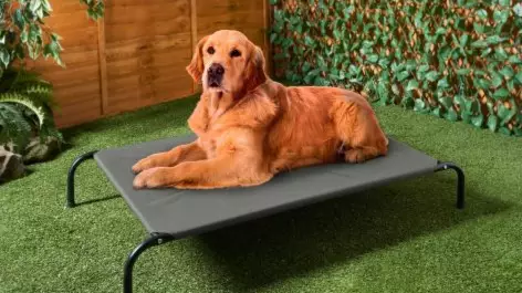 B&M Is Selling Sun Loungers For Your Dog