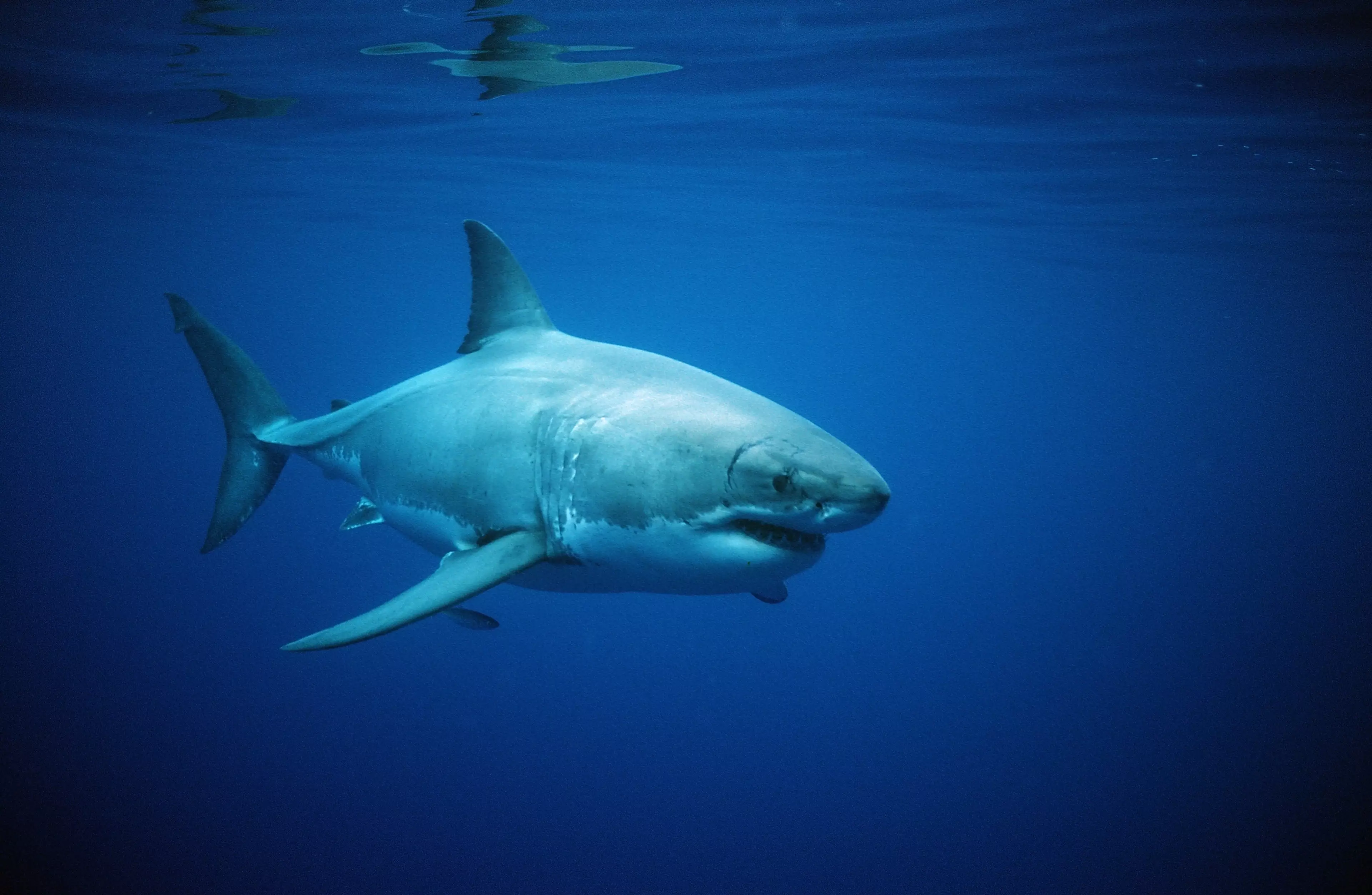 Great white shark - Look at this absolute unit.