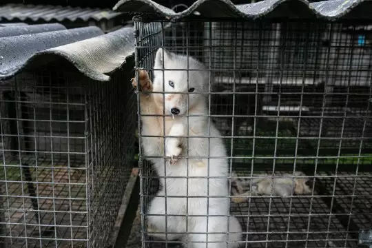 The Open Cages activists found animals in awful conditions (