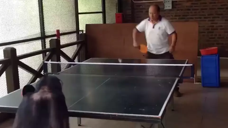 Watch: This Monkey Would Beat You At Table Tennis