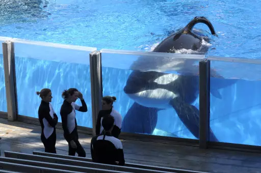 SeaWorld To End Captive Breeding Of Killer Whales