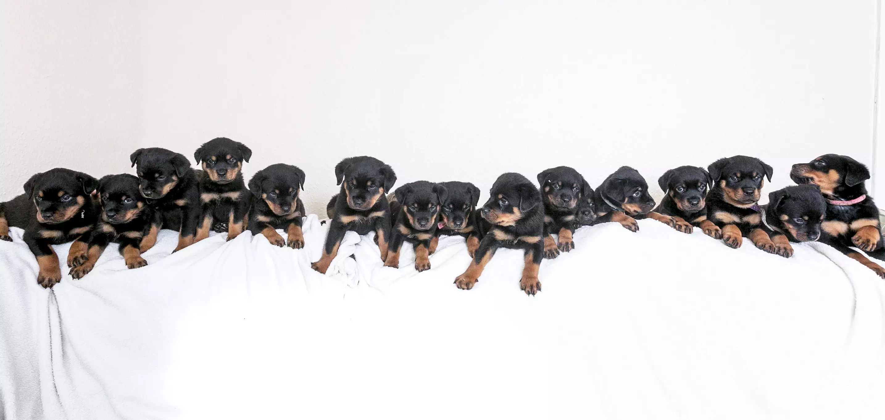 A scan showed six puppies but then 16 arrived.