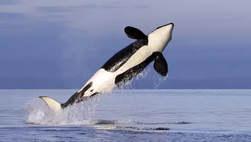 The World's Oldest Killer Whale 'Granny' Has Died Aged 105