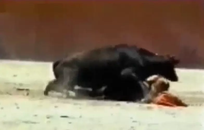Bull Mounts Dwarf And Tries To Mate With Her