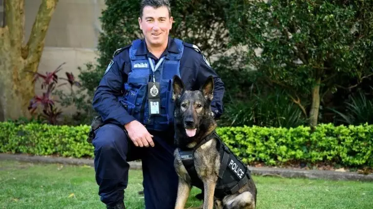 Queensland Police Devastated After K-9 Dies While Tracking Man Involved In A Break In
