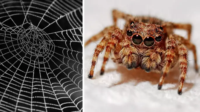 This Helpful Trick Will Banish Spiders From Inside Your Home