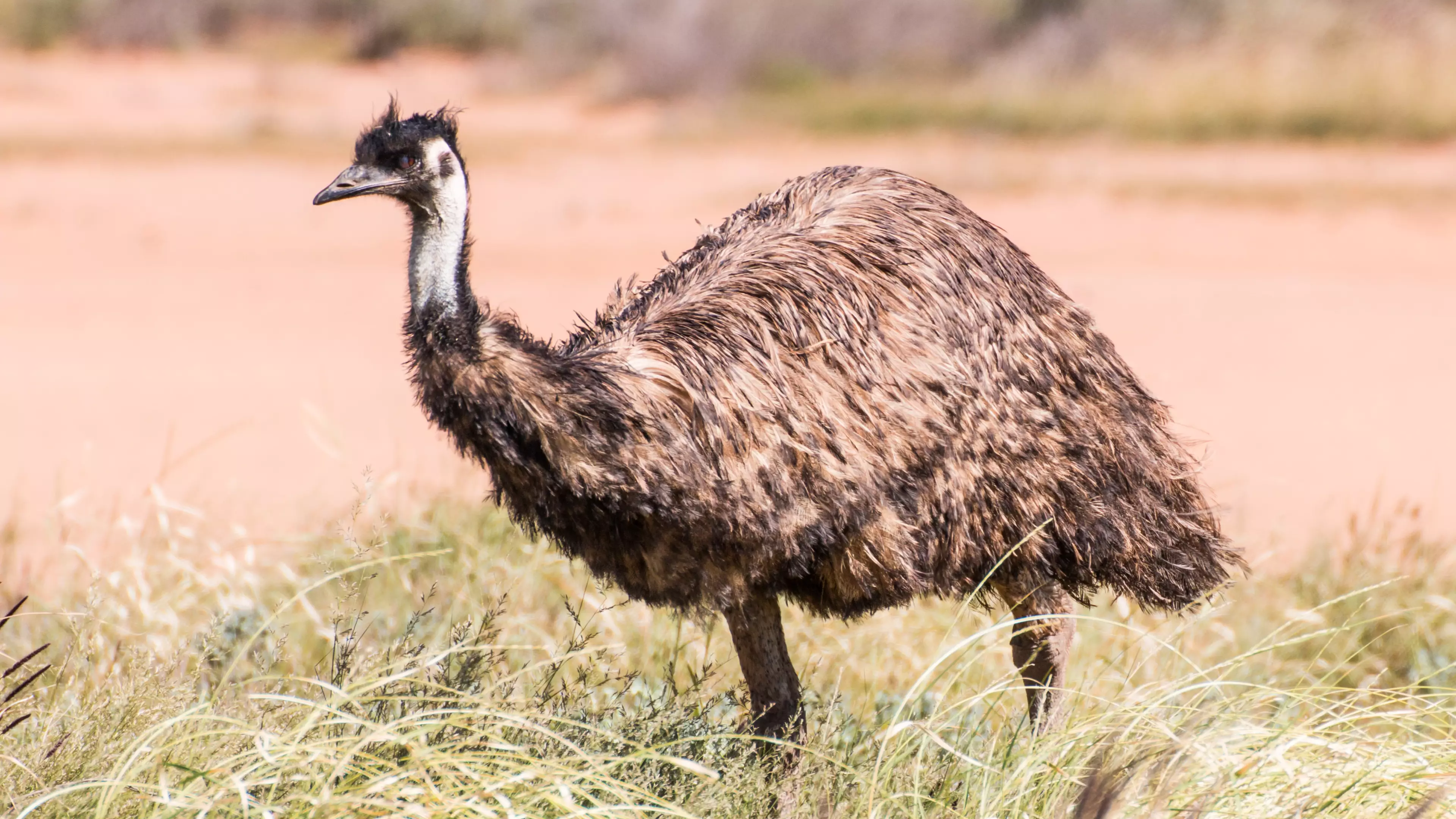 Man Sentenced To 42 Days Jail For Mowing Down Mob Of Emus 
