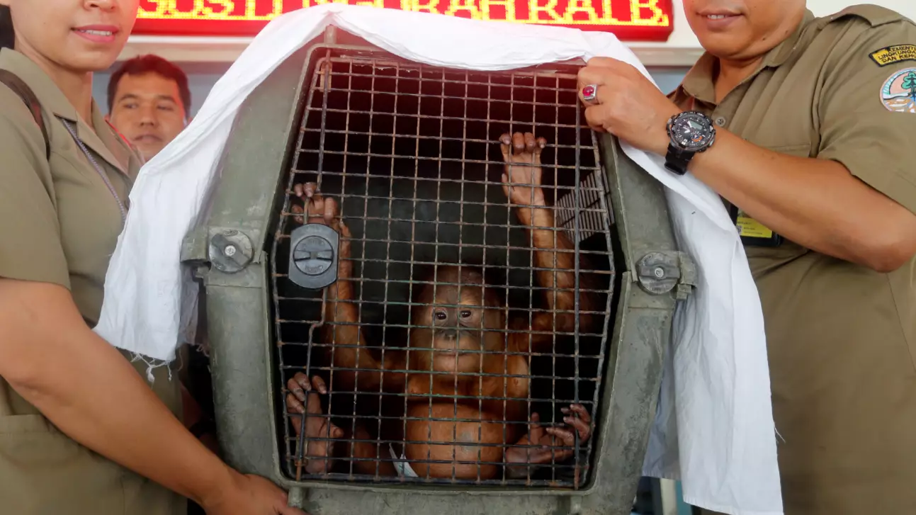 Tourist Arrested After Officials Discover Drugged Orangutan In His Suitcase