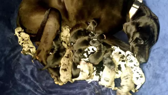 Great Dane Gives Birth To 19 Adorable Puppies