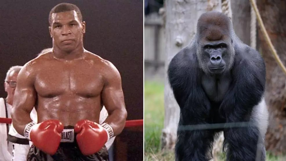 Mike Tyson Genuinely Tried To Fight A Silverback Gorilla For $10,000