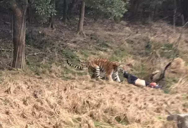 Man Mauled To Death After Entering Tiger's Enclose Inside Zoo