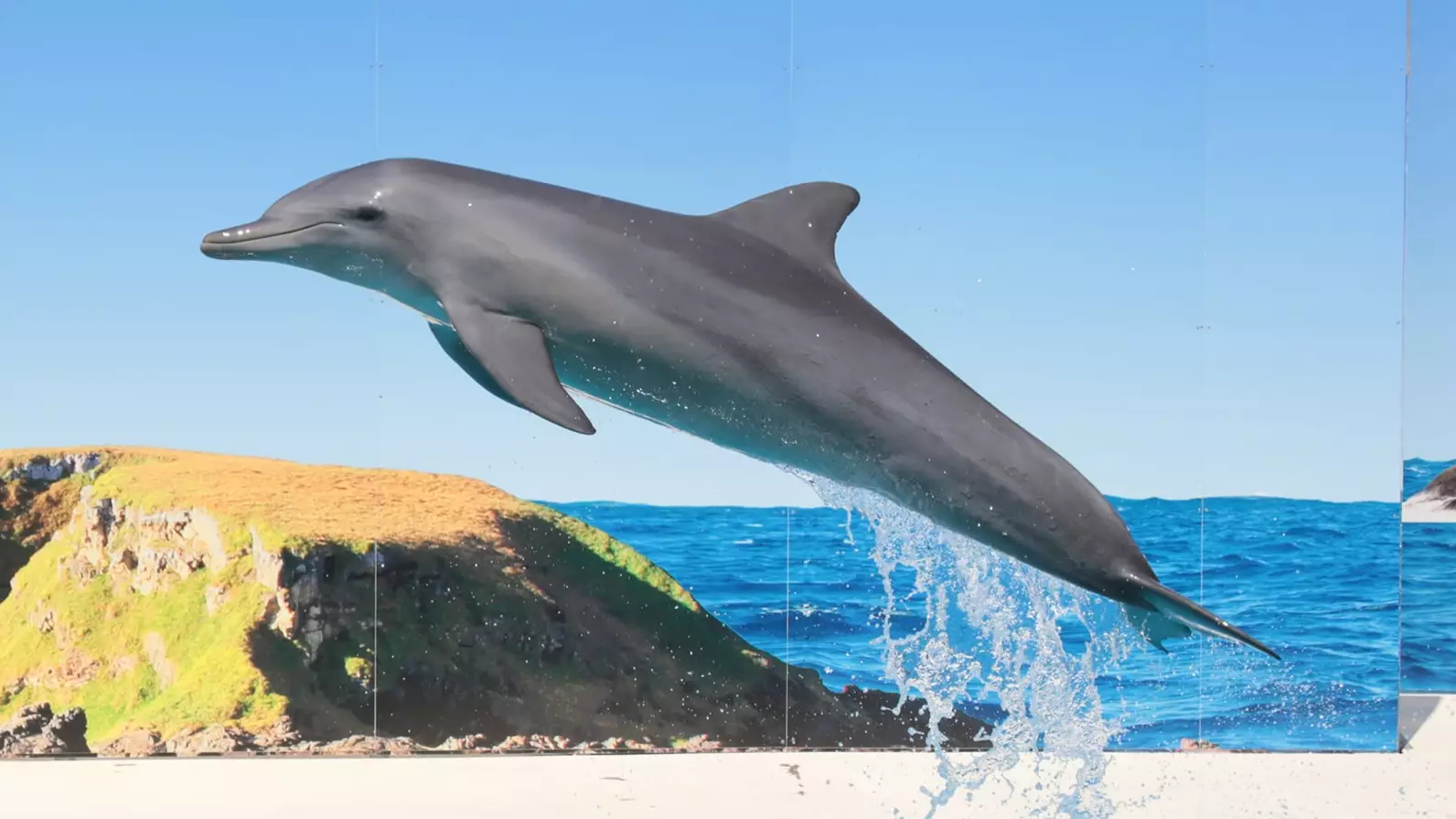All Performing Dolphins In NSW Should Be Sent To Sanctuaries, Report Recommends