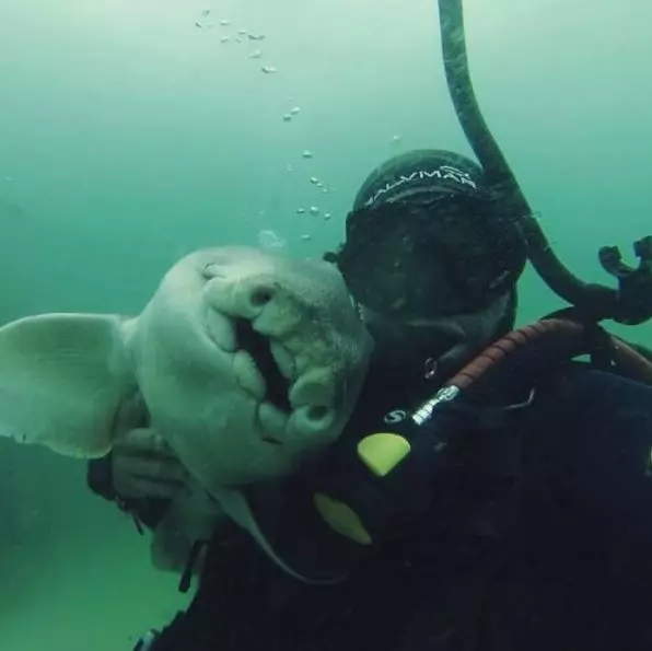 Scuba Diver's Best Mate Is A Shark And I Think It's A One-Way Road