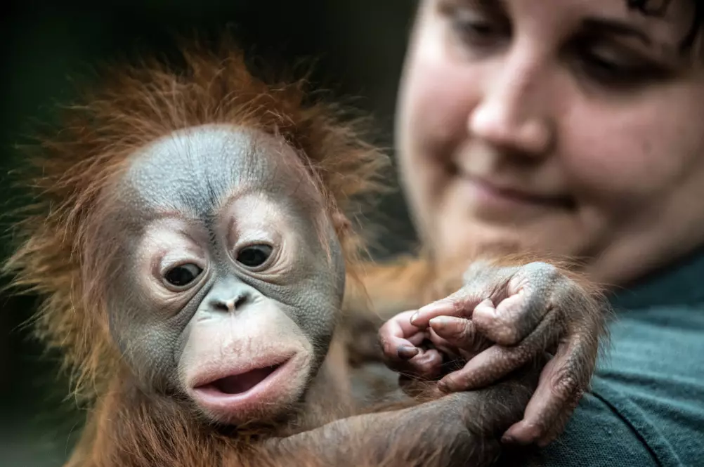A zoo keeper holding a Borneo Orangutan baby at Krefeld in 2017.