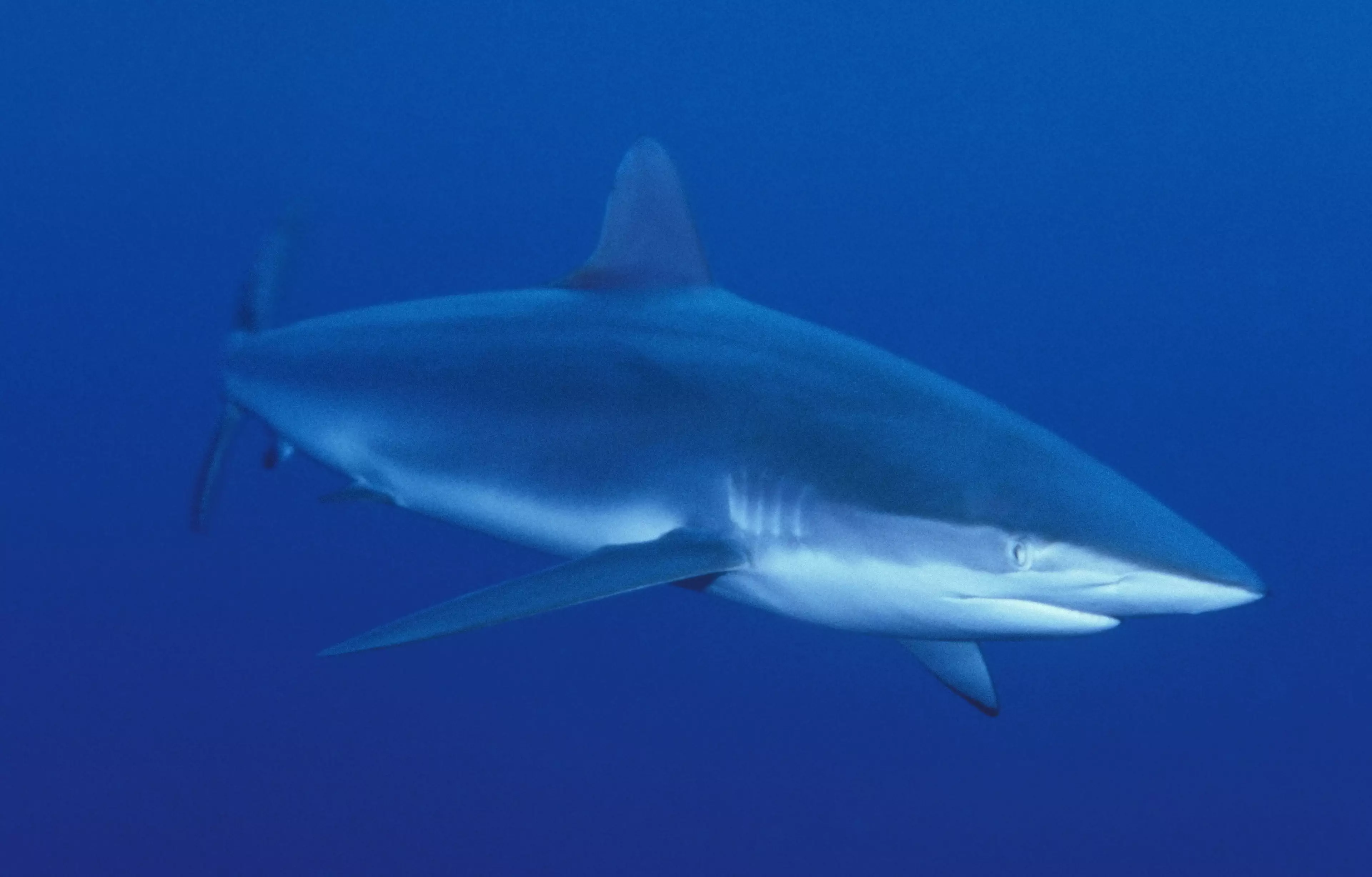 Stock image of a bull shark.