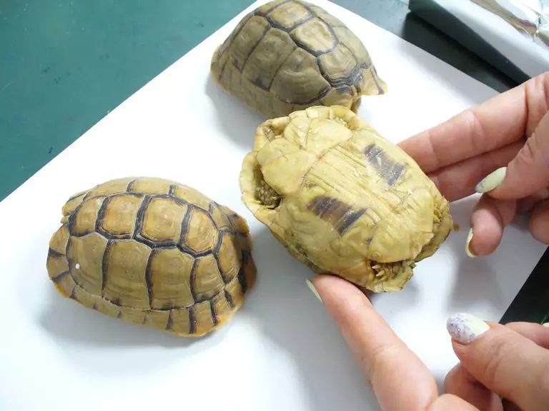 The tiny tortoises.