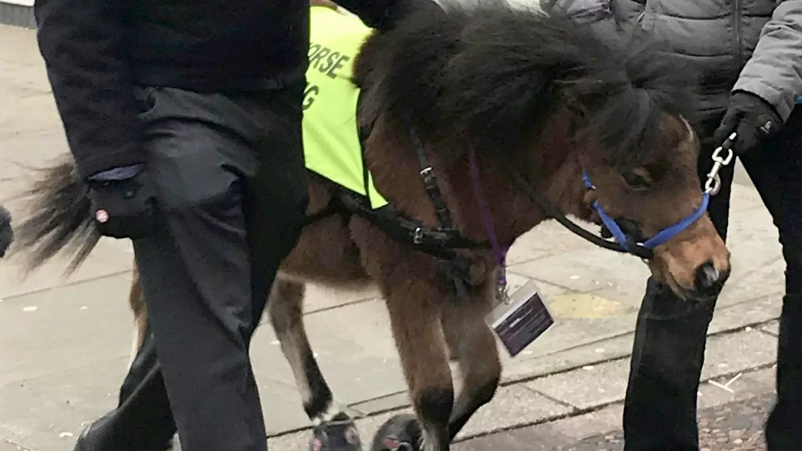 Partially Sighted Man With Fear Of Dogs Given Guide Horse