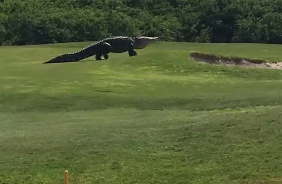 WATCH: 'Monster' Alligator Charges Across Golf Course In Florida 