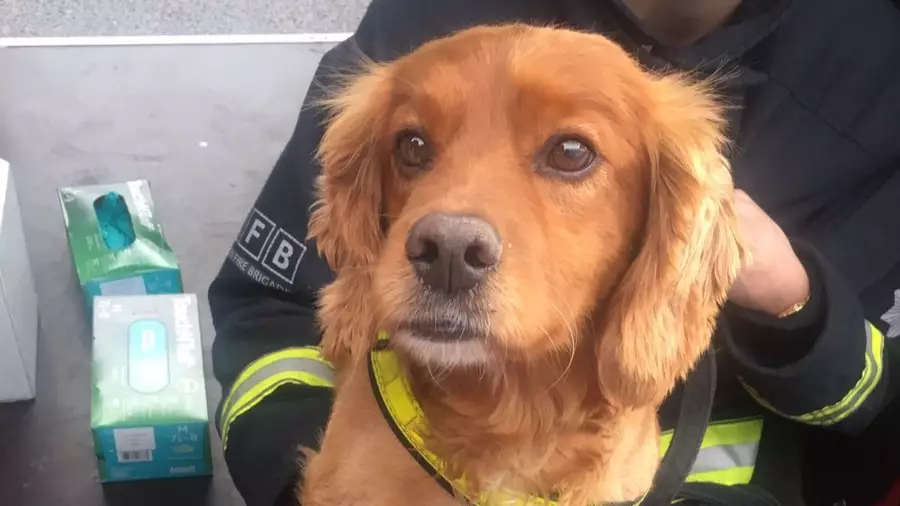 Incredible Dogs Are Helping Out At The Site Of The Grenfell Tower Fire