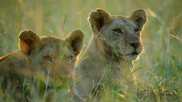 The two lion cubs from Dynasties weren't there when the crew returned.